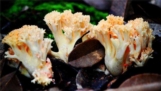 1567413032976993.jpg 珊瑚菌.jpg