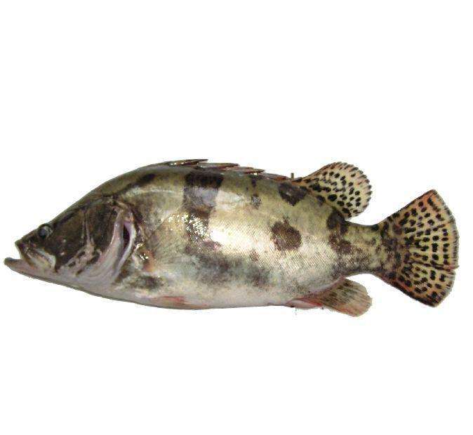 1567416569389437.jpg 桂花魚.jpg