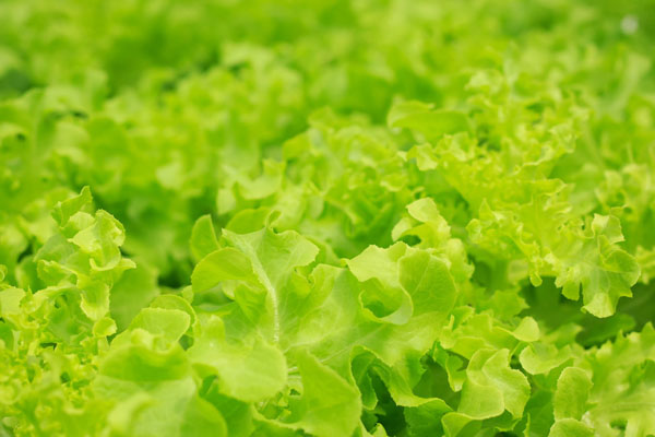 哪些蔬菜生吃可以瘦身 哪些蔬菜生吃可以瘦身