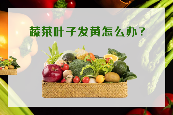 蔬菜葉子發(fā)黃怎么辦？